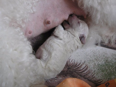 5. den: Čas trávím převážne takhIe. Vážím 217 g a už mám své jméno: DIADEM.